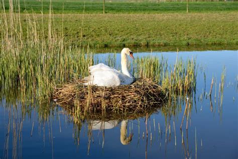 Beautiful Swan On Its Nest In The Lake Stock Photo Image Of