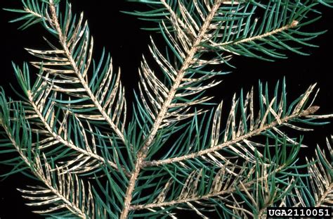 Spruce Needle Castblight Lirula Macrospora