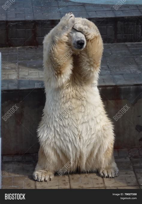 Polar Bear Zoo Hides Image And Photo Free Trial Bigstock