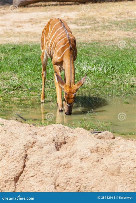 The Portrait Of Sika Deer Drinking Stock Image Image Of Alberta
