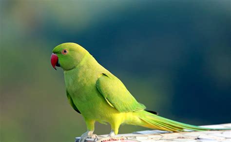 Parakeet Budgie Parrot Bird Tropical 45 Wallpapers Hd