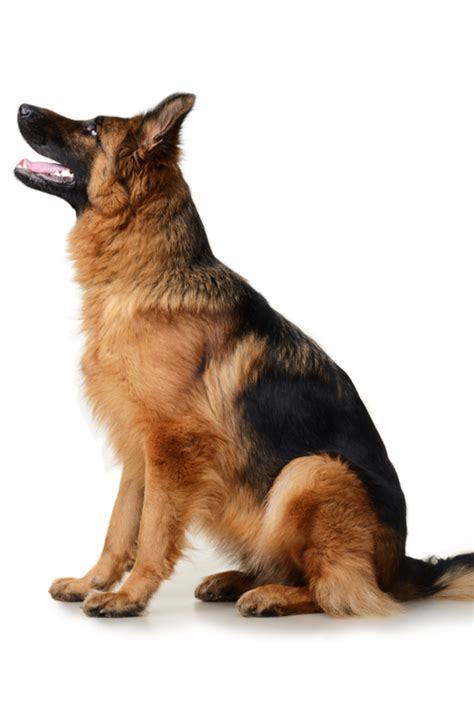 Young Fluffy German Shepherd Dog In Exhibition Standing Against White