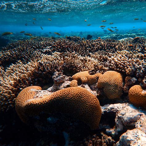 Download Wallpaper 2780x2780 Corals Algae Underwater World Water