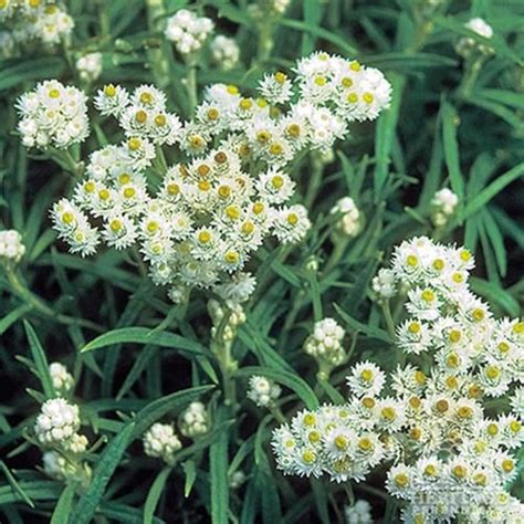 The name deer resistant doesn't guarantee that deer won't eat them, but they will usually give them a wide berth when other choices are present. Pearly Everlasting (anaphalis margaritacea) full sun ...