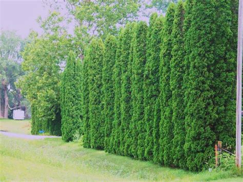 Tall Privacy Plants 5 Beautiful Privacy Hedges That Grow Fast And