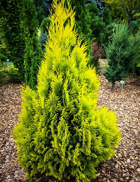 We did not find results for: Forever Goldy Arborvitae Trees For Sale | The Tree Center™