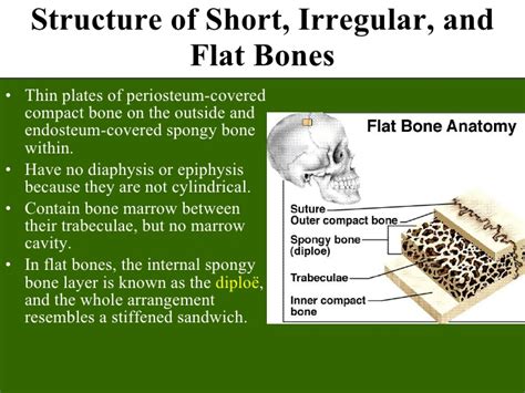 Bone Tissue To Skeletal System Ppt