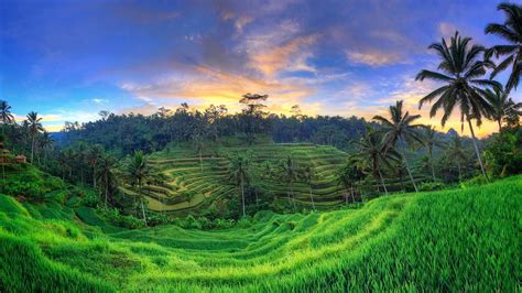 Tegallalang Rice Terraces Ubud Bali Indonesia Bing Wallpaper Gallery
