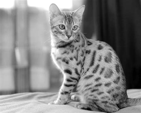 Bengal cats have an affectionate disposition. Bengal Cat Guide | Sainsbury's Bank Cat Insurance