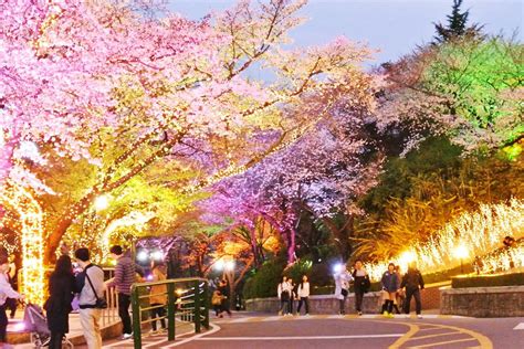 Cherry Blossoms At N Seoul Tower Namsan Park Near Myeongdong Seoul