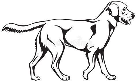 Labrador Retriever Dog Breed Stock Vector Illustration Of Symbol