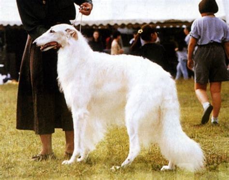 The Top 10 Tallest Dog Breeds Hubpages