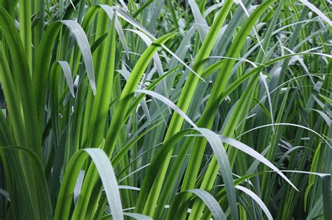5 Plants That Look Like Grass Blades Progardentips