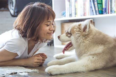 13 Fascinating Japanese Dog Breeds All Dogs Of Japan