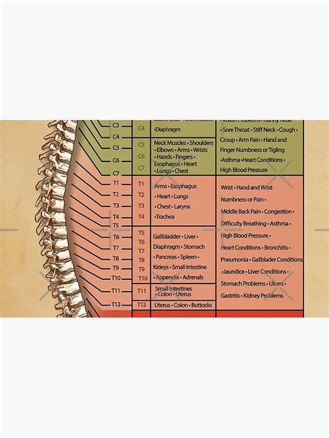 Spinal Nerve Function Chart Root Chart Chiropractic Osteopathy Bowen Massage Coffee