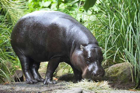 Pygmy Hippopotamus Choeropsis Liberiensis Melbourne Zoo Flickr