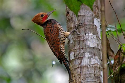 Brazils Southwest Amazonia Birding Tours Birdwatching