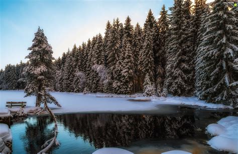 Viewes Forest Lake Trees Winter Bench Reflection