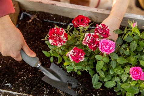 Miniature Roses Plant Care And Growing Guide