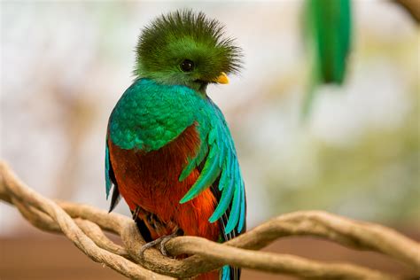 xcaret presents a magnificent quetzal bird exhibit for the delight of its visitorspresenta