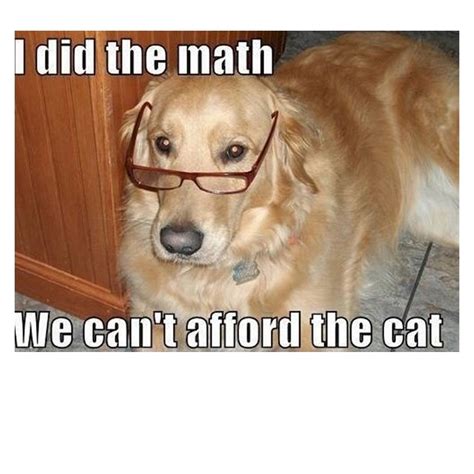 Funny Dog Memes Great Memes About Dogs Slapwank