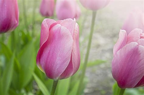 Pink Tulips Of Different Varieties Spring Meadow Background Stock