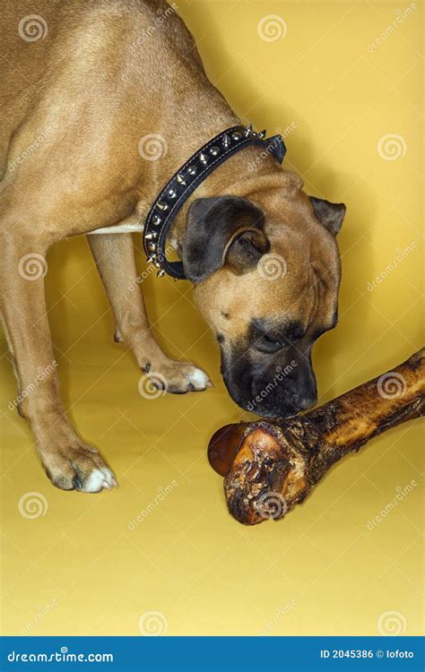 Dog Smelling Big Bone Stock Photo Image Of Sniff Breed 2045386