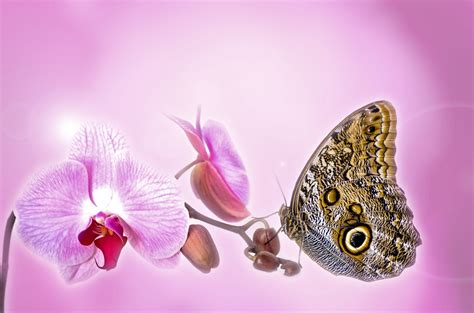 Butterfly On An Orchid Free Stock Photo Public Domain Pictures