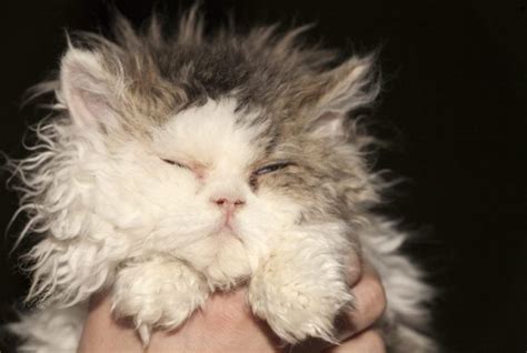 breed  cat   fluffiest feline