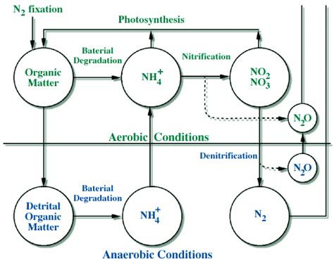 The Global Water And Nitrogen Cycles