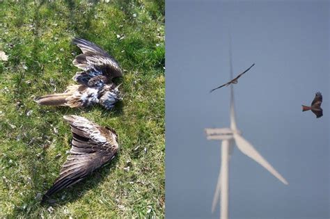 Wind Turbines Kill Birds And Bats Raptors Are Then Attracted To Feed