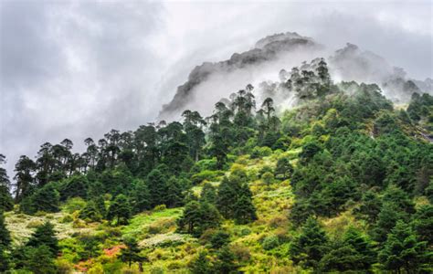 Mountains And Alpine Forests Tawang Arunachal Pradesh India Stock Photo