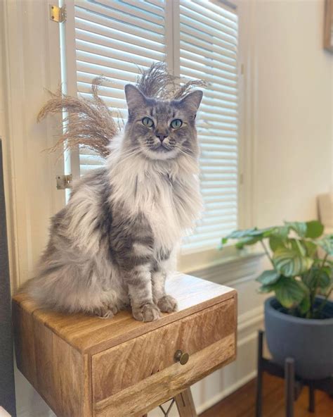 The Ragcoon A Majestic Maine Coon Ragdoll Mix