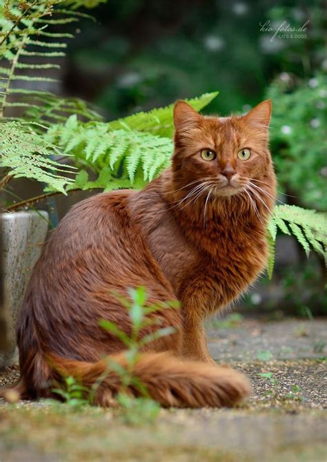 Brown Cat Breeds Fluffy Dogs And Cats Wallpaper