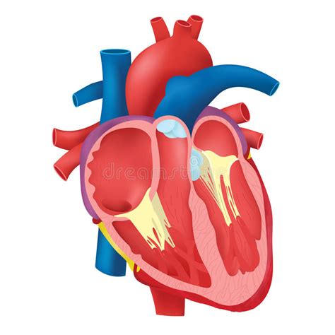 Internal Heart Stock Vector Illustration Of Education