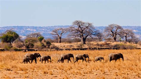 5 Facts About Tarangire National Park Tanzania Safaris Tanzania Tours5