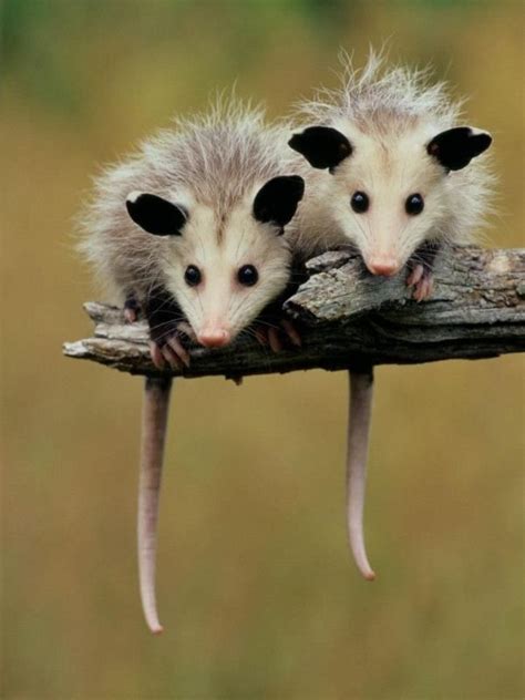 Baby Opossums By Bleu Cute Animals Baby Animals Animals Beautiful