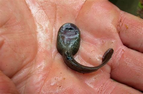 Tadpole Of Rocky Mountain Tailed Frog Ascaphus Montanus Image Free