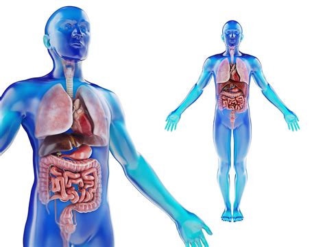 Jul 15, 2021 · human body, the physical substance of the human organism. Human Male anatomy model with internal organs with 4K textures 3D Model in Anatomy 3DExport