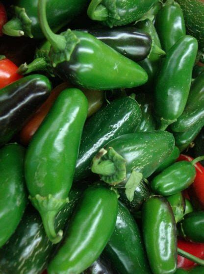 Hot Pepper Jalapeno Mid St Clare Heirloom Seeds Heirloom And