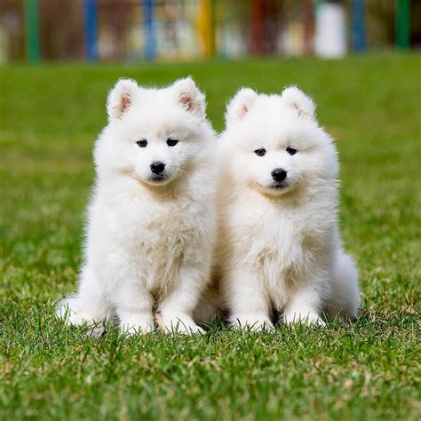 Samoyed Vs Shiba Inu What You Need To Know
