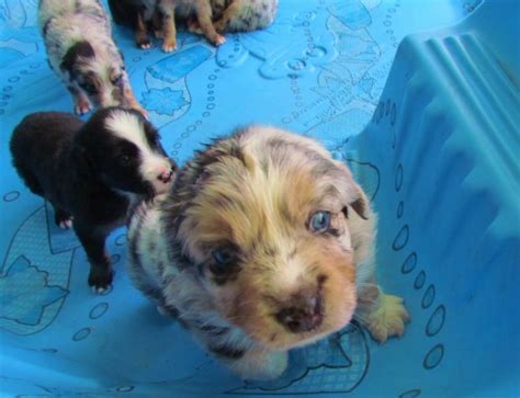 All Puppies From This Litter Have Their New Forever