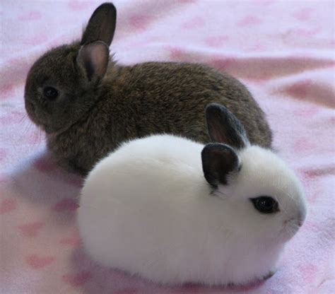 Miniature Bunnys Breeds Of Dwarf Rabbits Netherland Dwarf Rabbits
