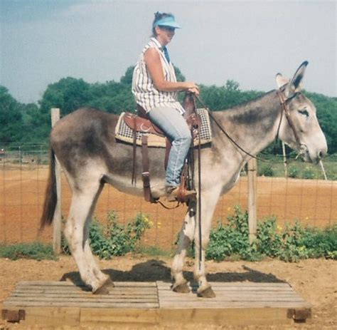 Stud only 15 hand mammoth donkey stud $500 last 2 picture are of his foals breeds both mares or jenny for english call show contact info el burro no esta en venta. Mammoth Donkey for Sale