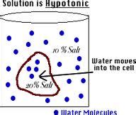 What happens to animal cell in hypotonic solution. TECHNO-SCIENCE: Cell Membrane Structure and Function