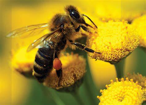 ماذا يعطينا النحل؟