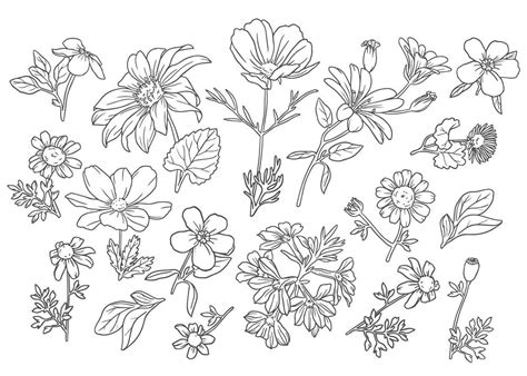 Flower Outline Vector Art, Icons, and Graphics for Free Download