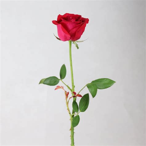 High Level Wholesale High Quality Fresh Cut Rose Flower Ecuador Carola