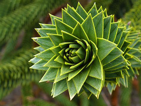 Incredible Examples Of Fractals Found In Nature Photo Gallery