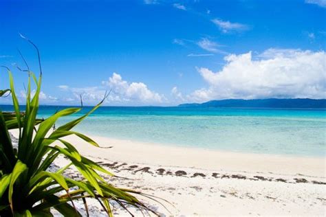 Beach Ocean Palm Trees Paradise Image 528811 On